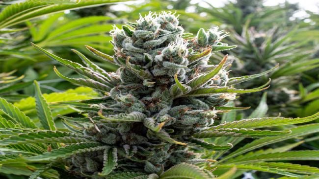 outdoor cannabis